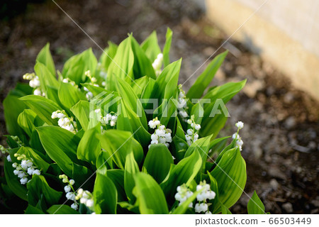 Lily of the valley 66503449