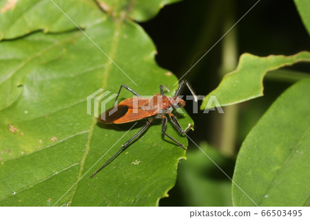 Red turtle Red turtle 66503495