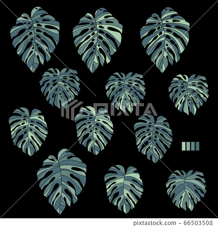 Monstera, tropical plant illustrations, 66503508