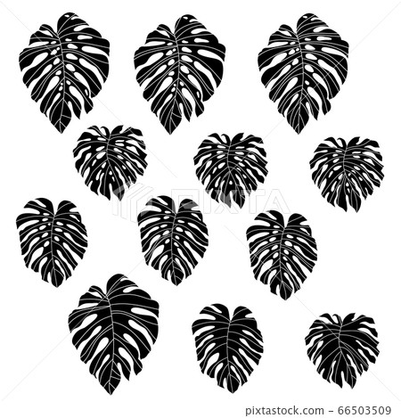 Monstera, tropical plant illustrations, 66503509