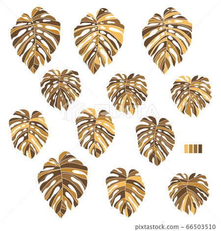 Monstera, tropical plant illustrations, 66503510