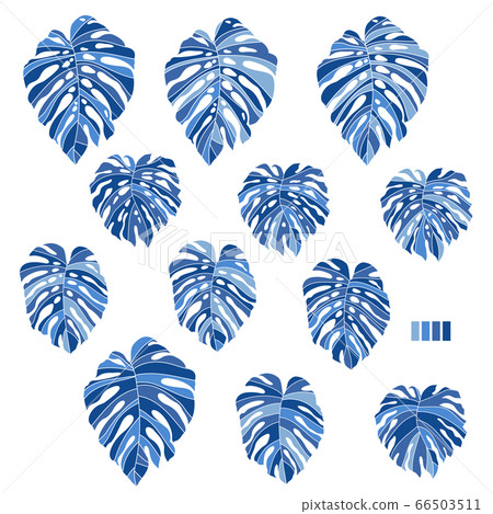 Monstera, tropical plant illustrations, 66503511