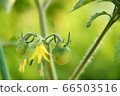 意大利番茄花園 66503516
