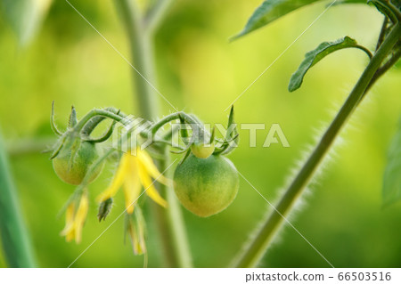 Flower garden of Italian tomato Flower garden of Italian tomato 66503516