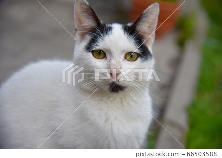 一個白色的白色小草原。 一個白色的白色小草原。 66503588