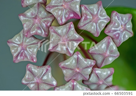 Close up beautiful hoya flowers blooming in the garden. Close up beautiful hoya flowers blooming in the garden. 66503591