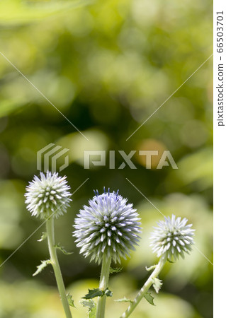Higotai花 Higotai花 66503701