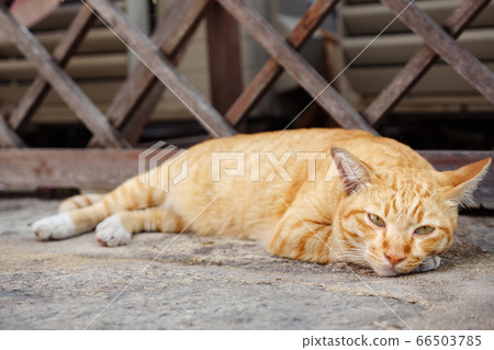 cat of white and orange colour lies on grey concrete 66503785