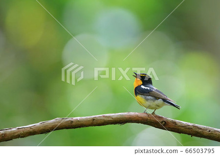 Kibitaki在新鮮的綠色森林裡唱歌 Kibitaki在新鮮的綠色森林裡唱歌 66503795