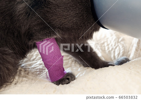 Closeup of bandaged paw. Closeup of bandaged paw. 66503832