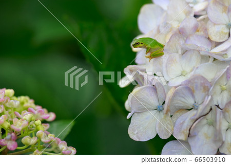 A frog perched on a hydrangea flower 66503910