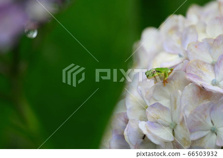 A frog 66503932