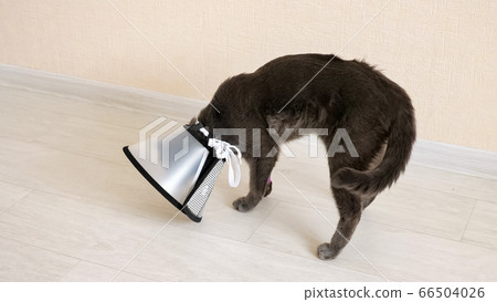 gray cat with bandaged paw tries to remove a veterinary collar 66504026