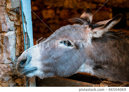A gray donkey looks out the window of his stable, waiting for the forage 66504069