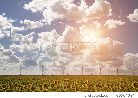 field of blooming sunflowers on a background field of blooming sunflowers on a background 66504084