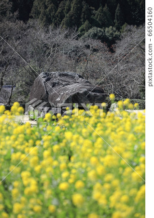 奈良-石but台Tumulus-Nanohana飛鳥村 66504160