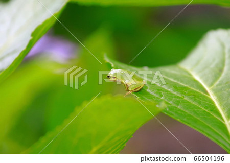 A frog A frog 66504196