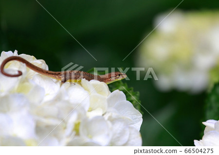 A lizard A lizard 66504275