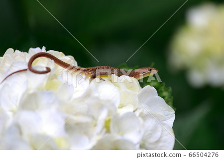 一隻蜥蜴 一隻蜥蜴 66504276