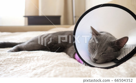 Gray cat in a veterinary collar sleeps on a bed 66504352