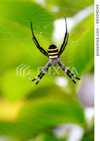  spider 66504644
