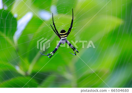  spider 66504680