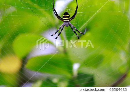 spider spider 66504683