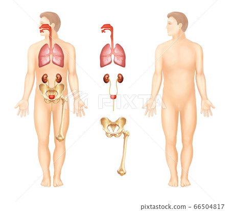 Organ anatomy of the human body 66504817