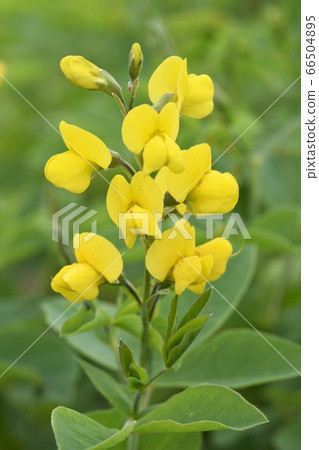 北海道花黃色垂直位置材料仙台萩花 一朵花起來 照片素材 圖片 圖庫