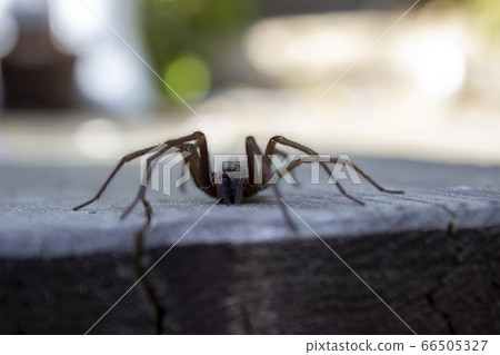 Giant house spider eratigena artica on wood Giant house spider eratigena artica on wood 66505327