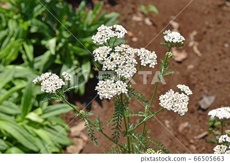 Wild Yarrow (Western Sawgrass) 66505663
