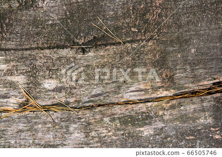 Wood texture of cutted tree trunk. Moss and fungus Wood texture of cutted tree trunk. Moss and fungus 66505746