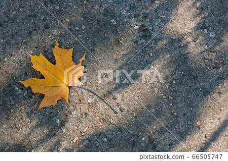 Autumn leaf, green, yellow and orange color, Autumn leaf, green, yellow and orange color, 66505747