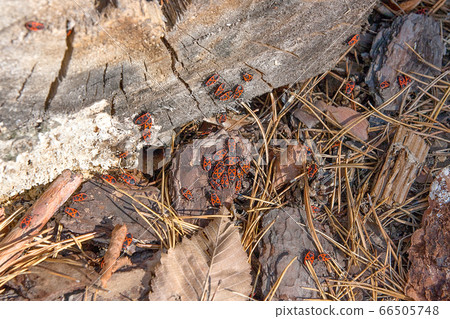 Black and red Firebug or Pyrrhocoris apterus, on a 66505748