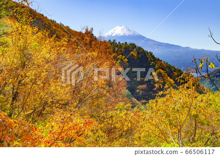 山梨縣南鶴留區富士河口湖町三坂口的富士山和秋葉 66506117