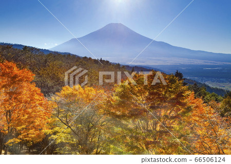 山梨縣南鶴留區富士河口湖町三坂口的富士山和秋葉 山梨縣南鶴留區富士河口湖町三坂口的富士山和秋葉 66506124
