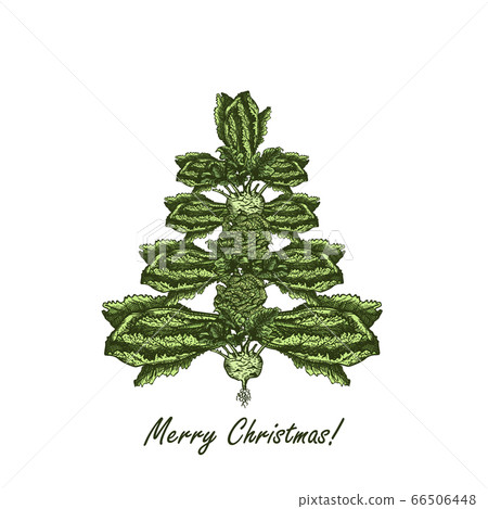 Abstract Christmas tree made of cabbage. Vegetarian Christmas tree. Hand drawn illustration - vector Abstract Christmas tree made of cabbage. Vegetarian Christmas tree. Hand drawn illustration - vector 66506448