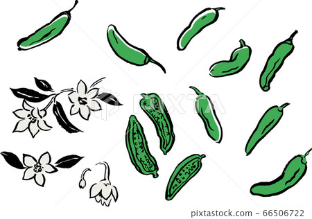 green pepper green pepper 66506722