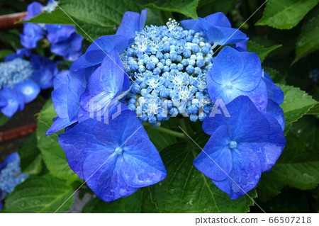 Hydrangea, hydrangea 66507218