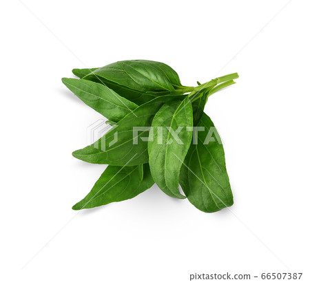 Andrographis paniculata plant on white background. Andrographis paniculata plant on white background. 66507387