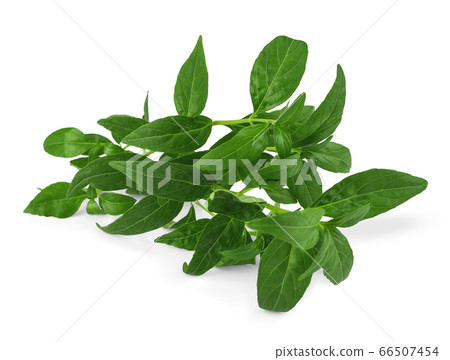 Andrographis paniculata plant on white background 66507454