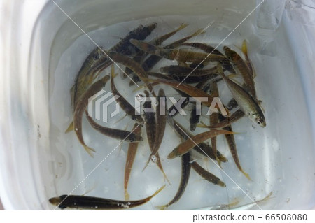 Aquarium Aquarium 66508080