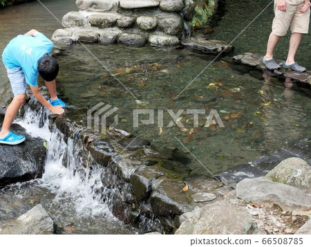 Kumamoto in the summer, a spring pond of the roaring water source that is a popular spot for playing in water (Uto City, Kumamoto Prefecture) Kumamoto in the summer, a spring pond of the roaring water source that is a popular spot for playing in water (Uto City, Kumamoto Prefecture) 66508785