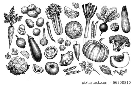 Big set of vegetables. Big set of vegetables. 66508810
