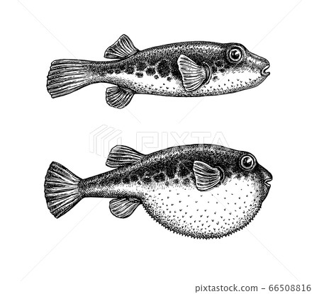 Ink sketch of fugu fish. Ink sketch of fugu fish. 66508816