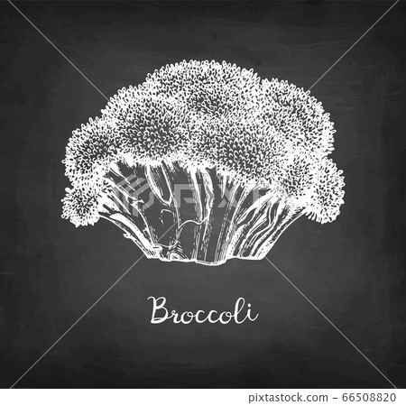 Chalk sketch of broccoli. 66508820