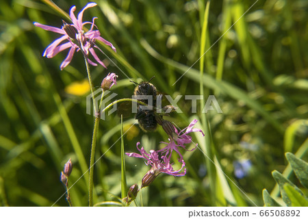Bumblebee on Anemone Flower Bumblebee on Anemone Flower 66508892