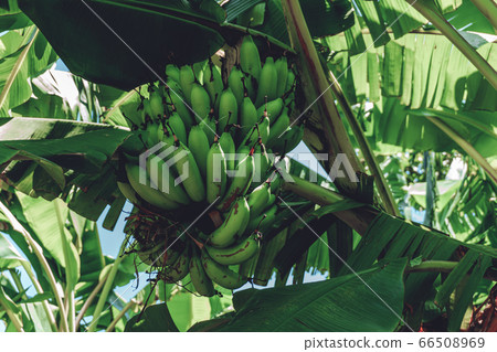 group of green bananas growing not on a tree 66508969