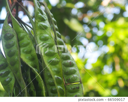 Green organic fresh Bitter bean, Twisted cluster bean, Stink bean named scientific as Parkia speciosa in FABACEAE or LEGUMINOSAE family plant outdoor in garden closeup selective focus blur background Green organic fresh Bitter bean, Twisted cluster bean, Stink bean named scientific as Parkia speciosa in FABACEAE or LEGUMINOSAE family plant outdoor in garden closeup selective focus blur background 66509017