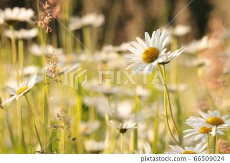 Daisies on a spring meadow at sunrise Daisies on a spring meadow at sunrise 66509024
